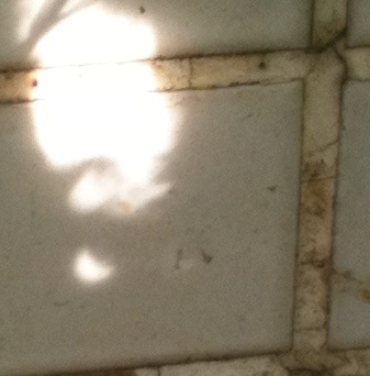 eclipse image through leaf shadows