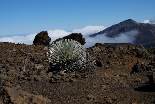 Haleakalā Silversword Plant